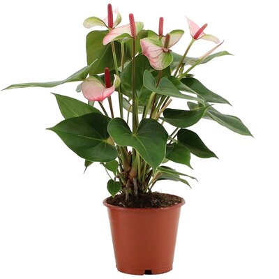 Anthurium  'Pr. Amalia Elegance, pot 17 cm, h 65 cm