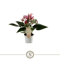 Anthurium  'Zizou, pot 9 cm, h 30 cm