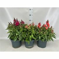 Antirrhinum majus, pot 19 cm, h 40 cm