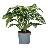 Aphelandra squar. 'Botanica, pot 13 cm, h 35 cm