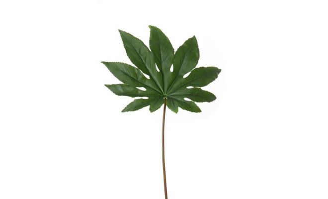 Aralia l49cm groen, kunstplant
