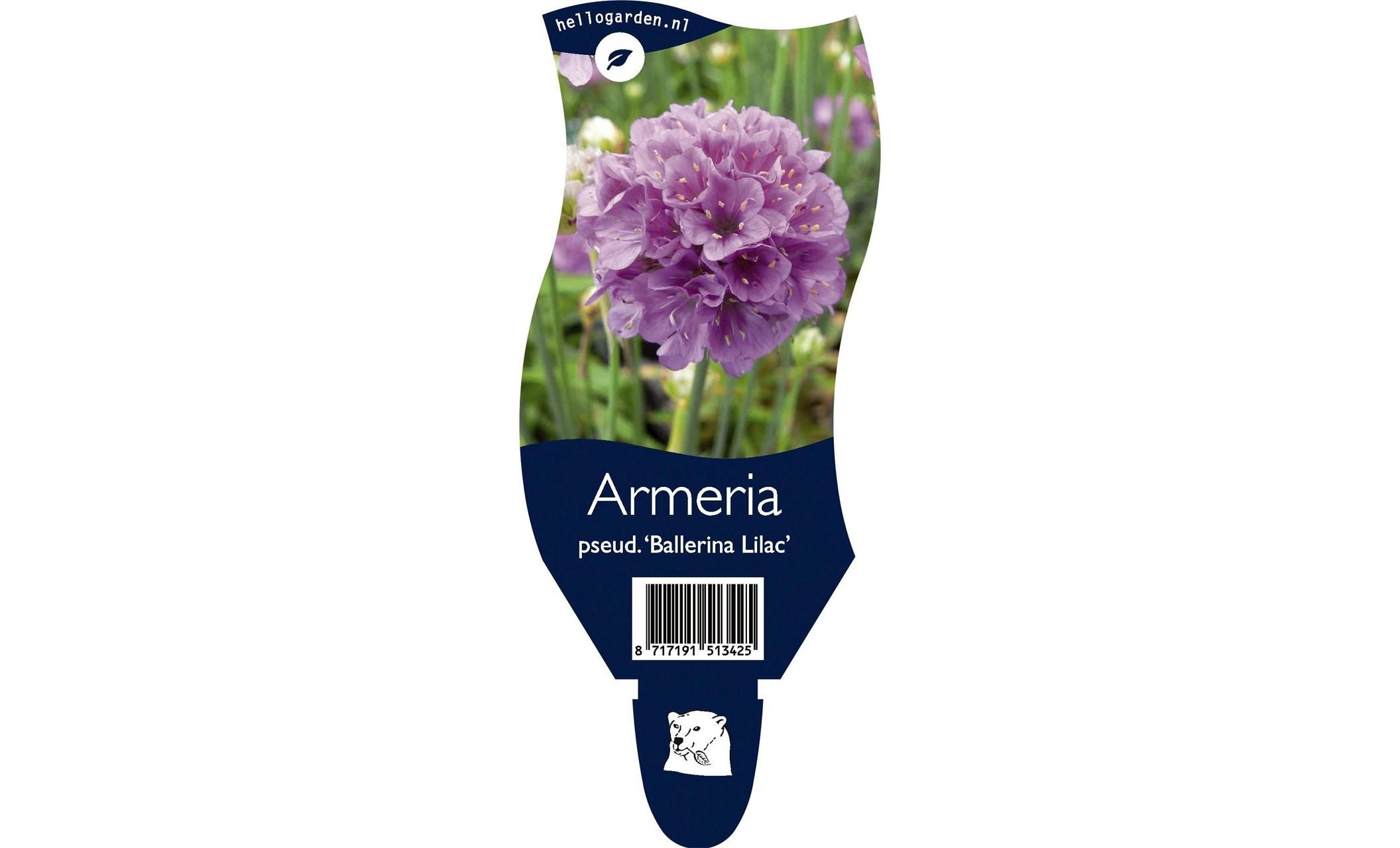 Armeria pseud. Ballerina Lilac P11 - Tuincentrum Bull