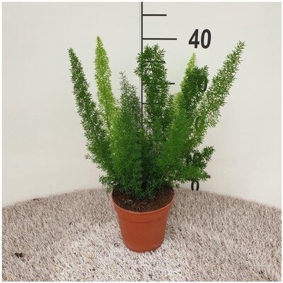 Asparagus dens. 'Meyers, pot 17 cm, h 50 cm