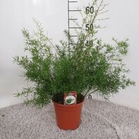 Asparagus dens. 'Sprengeri, pot 17 cm, h 50 cm - afbeelding 2