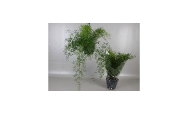 Asparagus Densiflorus Sprengeri (Sierasperge)  (Hangplant), pot 19 cm