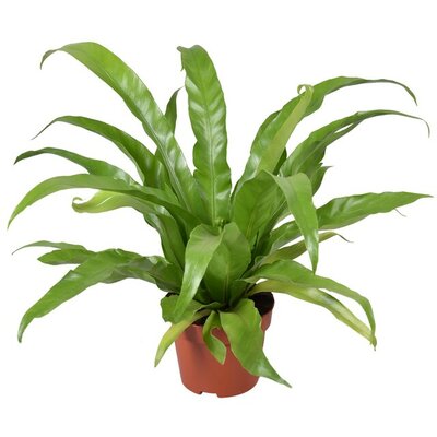 Asplenium antiquum, pot 12 cm, h 25 cm