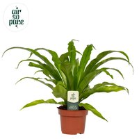 Asplenium antiquum, pot 12 cm, h 30 cm