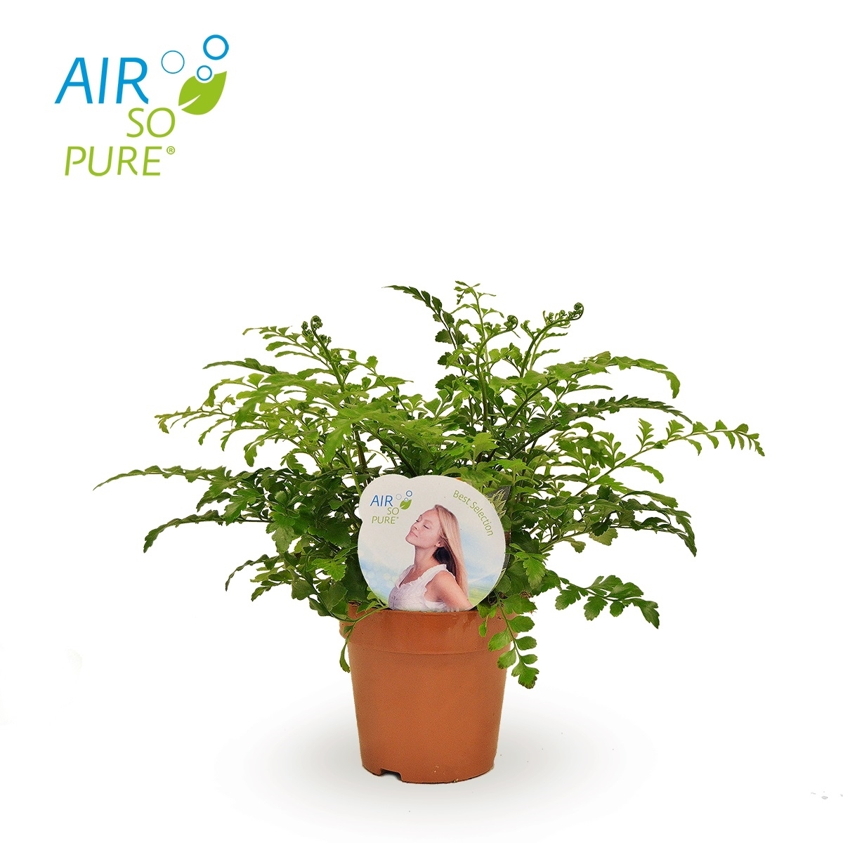 Asplenium Parvati Nestvaren Pot Cm H Cm Tuincentrum Bull