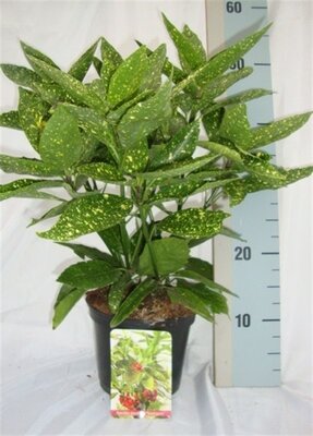 aucuba japonica 'variegata, pot 17 cm, h 30 cm