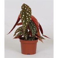 Begonia BD maculata 'Wightii, pot 12 cm, h 20 cm