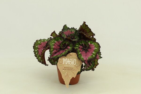 Begonia BD 'MagicColours macarena, pot 12 cm, h 25 cm