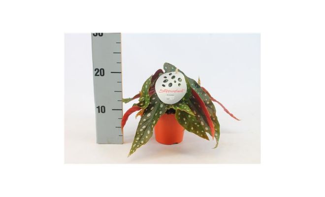 Begonia, pot 12 cm, h 20 cm