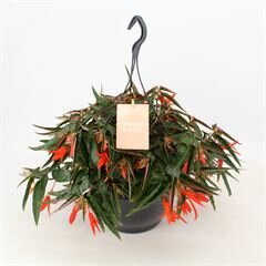 Begonia tuber. 'Bonfire, hangpot 23 cm