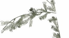 blad guirlande, 180 cm, groen, per stuk - afbeelding 7