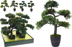 bonsai boom in pot 50cm, per stuk