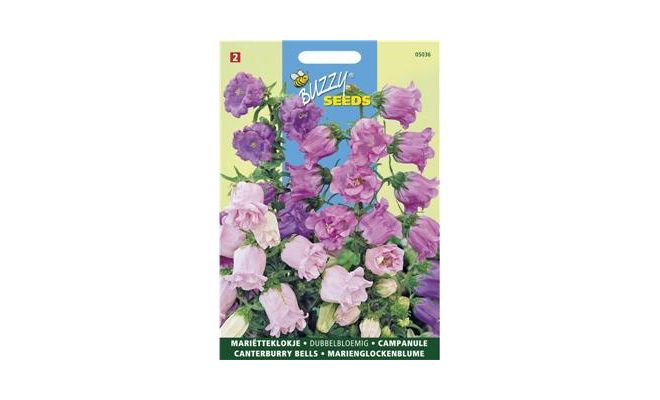 Buzzy® Campanula, Mariëtteklokje dubbelbloemig - afbeelding 1