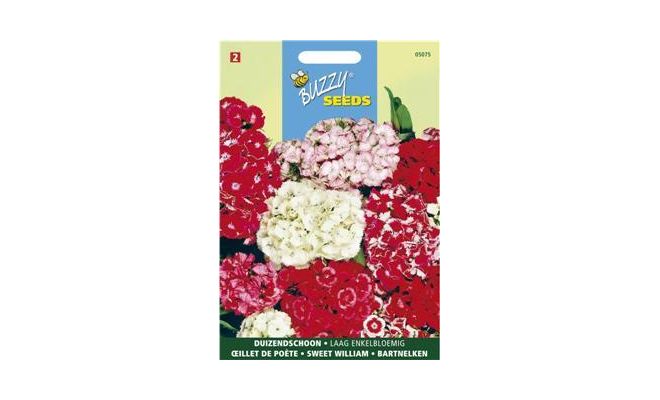 Buzzy® Dianthus, Duizendschoon dubbelbloemig gemengd - afbeelding 1