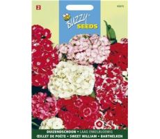 Buzzy® Dianthus, Duizendschoon dubbelbloemig gemengd - afbeelding 1