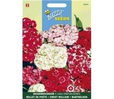 Buzzy® Dianthus, Duizendschoon dubbelbloemig gemengd - afbeelding 2