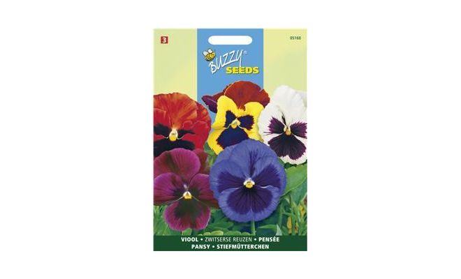 Buzzy® Viola, Viool Zwitserse Reuzen gemengd - afbeelding 1