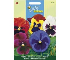 Buzzy® Viola, Viool Zwitserse Reuzen gemengd - afbeelding 1