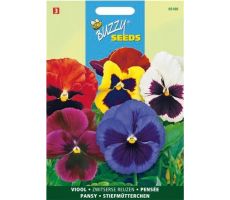 Buzzy® Viola, Viool Zwitserse Reuzen gemengd - afbeelding 2