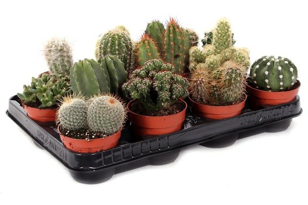 Cactus mix, pot 8,5 cm, h 10 cm