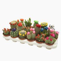 Cactus mix, pot 8,5 cm, h 12 cm