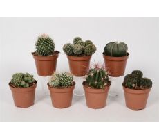 Cactus, pot 12 cm, meerdere variaties - afbeelding 1