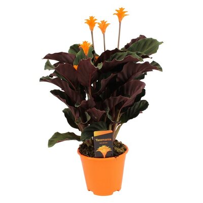 Calathea crocata 'Tassmania, pot 14 cm, h 40 cm