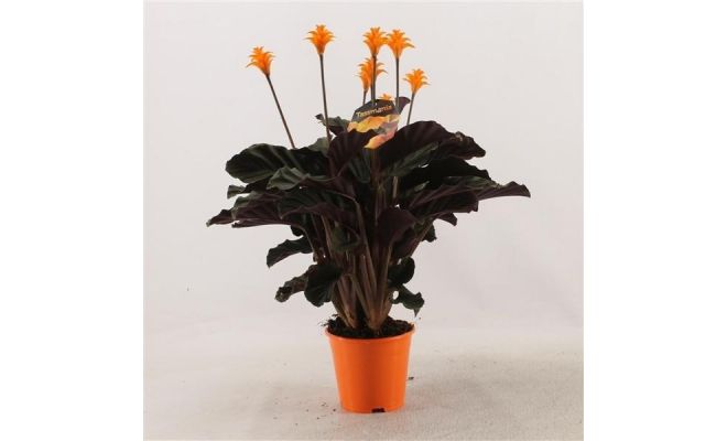Calathea Crocata Tassmania (Pauwenplant), pot 14 cm, h 40 cm - afbeelding 1