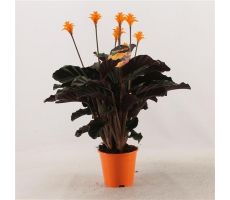 Calathea Crocata Tassmania (Pauwenplant), pot 14 cm, h 40 cm - afbeelding 1