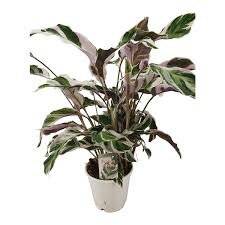 Calathea  'Fusion White, pot 14 cm, h 30 cm