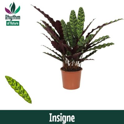 Calathea lancifolia, pot 19 cm, h 75 cm