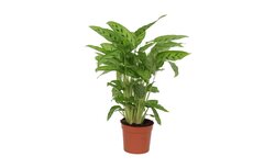 Calathea leopardina, pot 17 cm, h 60 cm