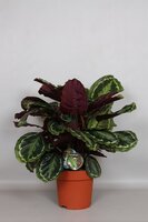 Calathea  'Medallion, pot 24 cm, h 80 cm