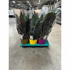 Calathea mix, pot  17 cm, h 65 cm