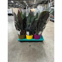 Calathea mix, pot  17 cm, h 65 cm