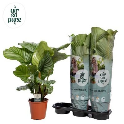 Calathea orbifolia, pot 24 cm, h 90 cm