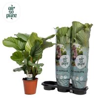 Calathea orbifolia, pot 24 cm, h 90 cm