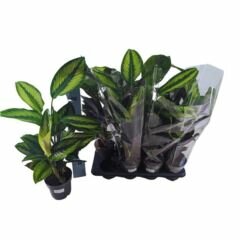 Calathea Princeps, pot 14 cm, h 40 cm