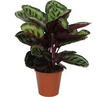 Calathea roseopicta 'Angela, pot 19 cm, h 80 cm