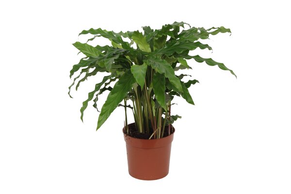 Calathea rufibarba 'Blue Grass, pot 12 cm, h 40 cm