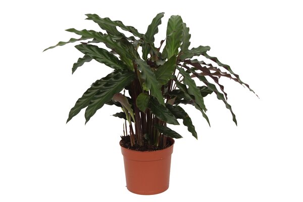 Calathea rufibarba 'Elgergrass, pot 12 cm, h 40 cm