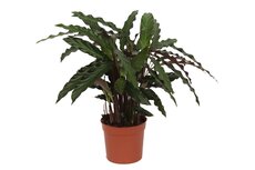 Calathea rufibarba 'Elgergrass, pot 12 cm, h 40 cm