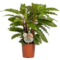 Calathea rufibarba 'Miroscha, pot 14 cm, h 50 cm