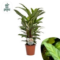 Calathea rufibarba 'Miroscha, pot 19 cm, h 85 cm