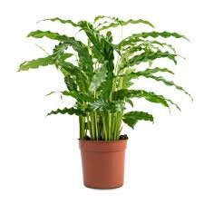 Calathea rufibarba 'Blue Grass, pot 17 cm, h 60 cm