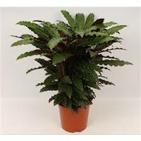 Calathea rufibarba 'Tropistar, pot 14 cm, h 55 cm