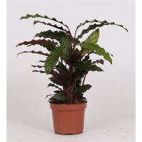 Calathea rufibarba 'Tropistar, pot 21 cm, h 90 cm